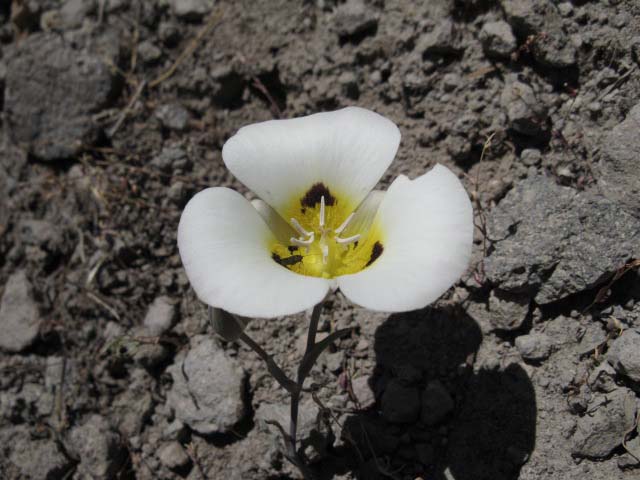 High Sierra Flower.